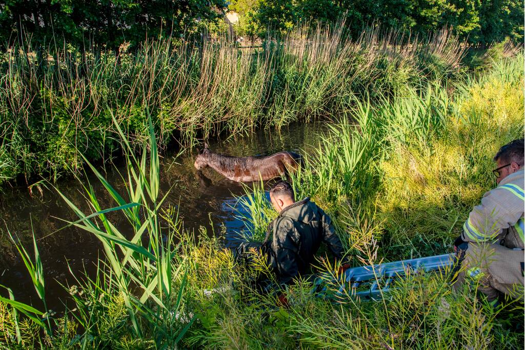 Paard in sloot overleden