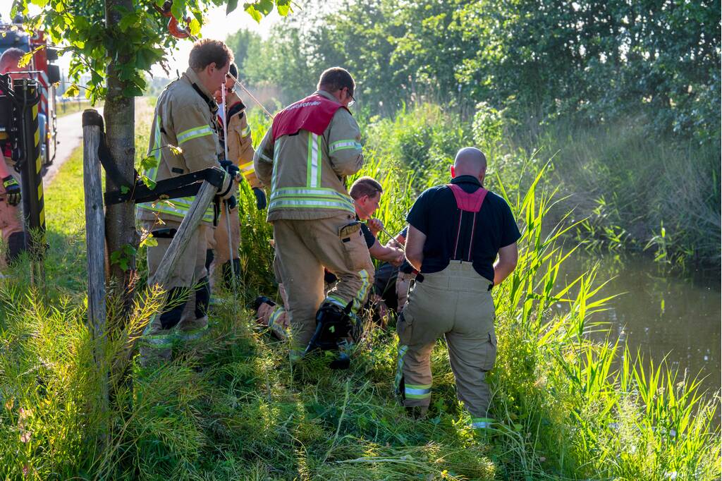 Paard in sloot overleden
