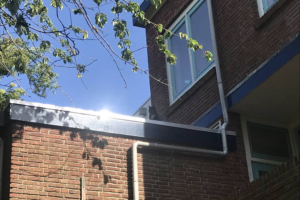 Kat vlucht van dak bij het zien van de brandweer