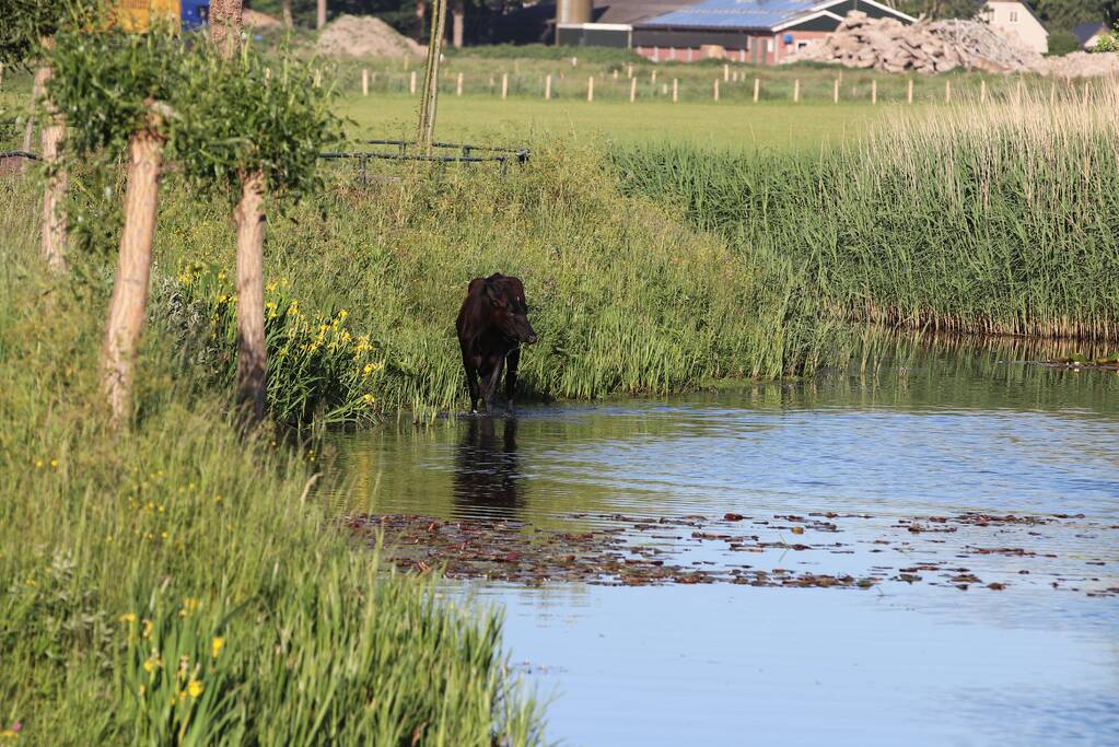 Drie ontsnapte koeien belanden te water
