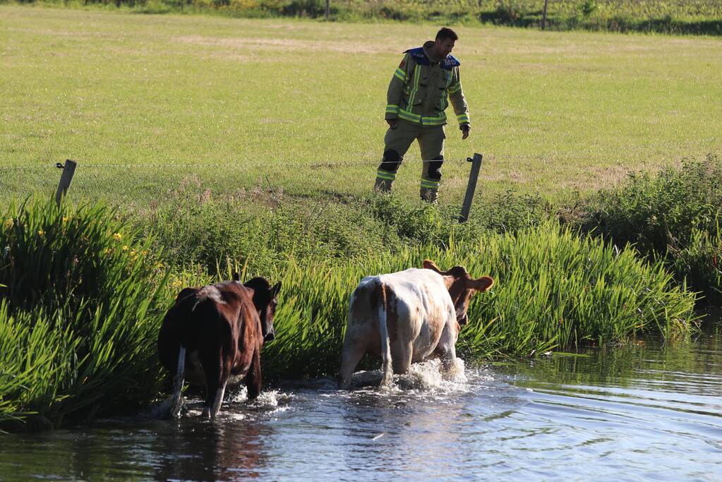 Drie ontsnapte koeien belanden te water