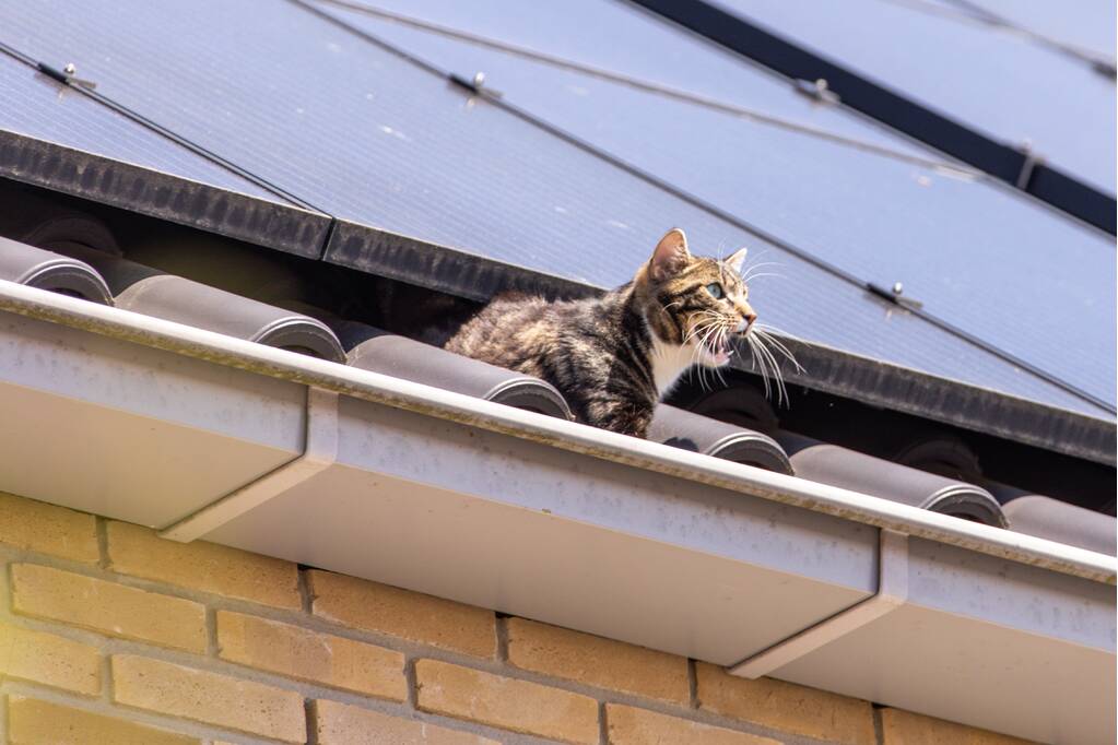 Kat Pumba vast in dakgoot