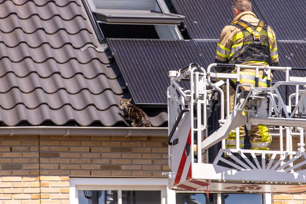 Kat Pumba vast in dakgoot