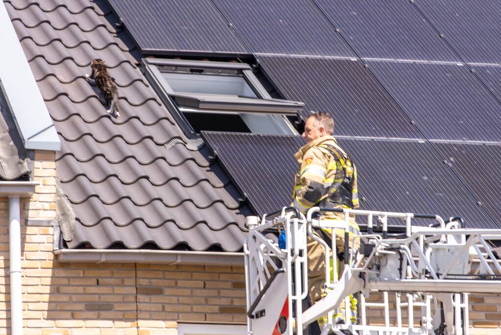 Kat Pumba vast in dakgoot