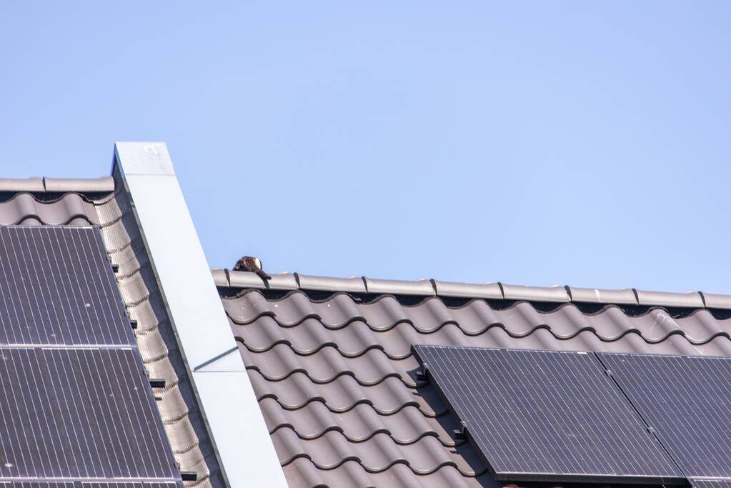 Kat Pumba vast in dakgoot