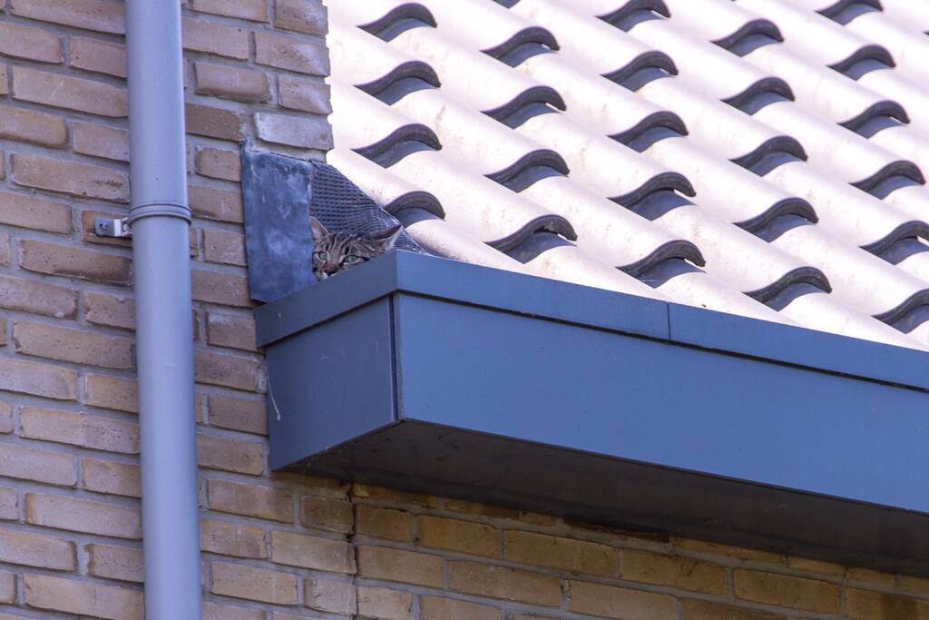 Kat Pumba vast in dakgoot