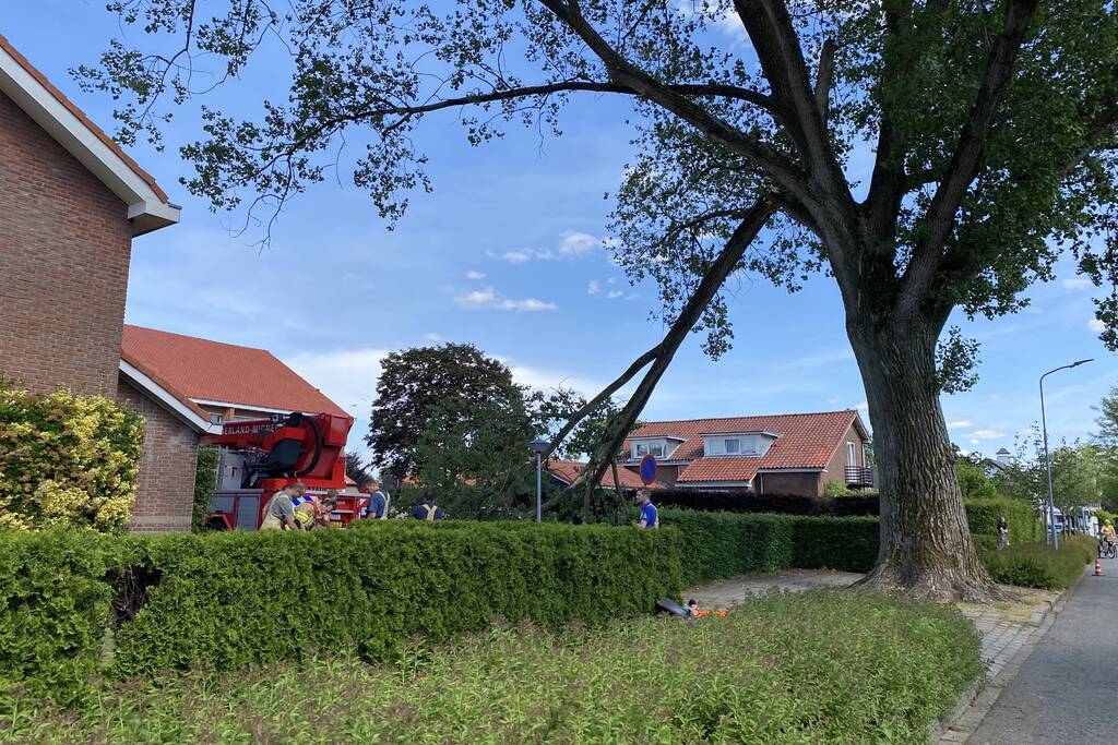 Grote tak breekt af en dreigt te vallen