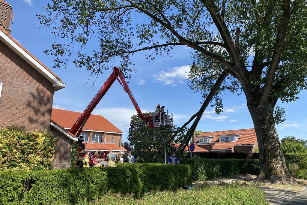 Grote tak breekt af en dreigt te vallen