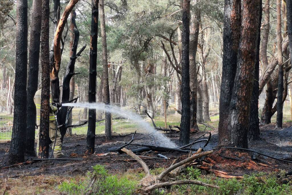 Groot stuk natuurgebied verwoest door brand