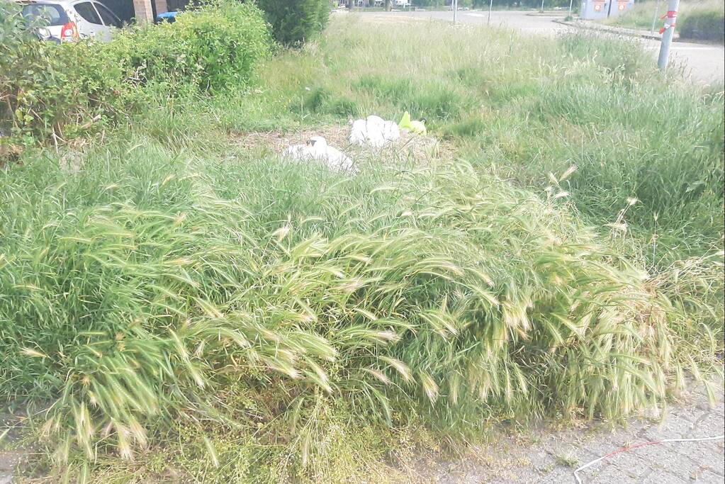 Eieren van broedende zwanen kapot gegooid