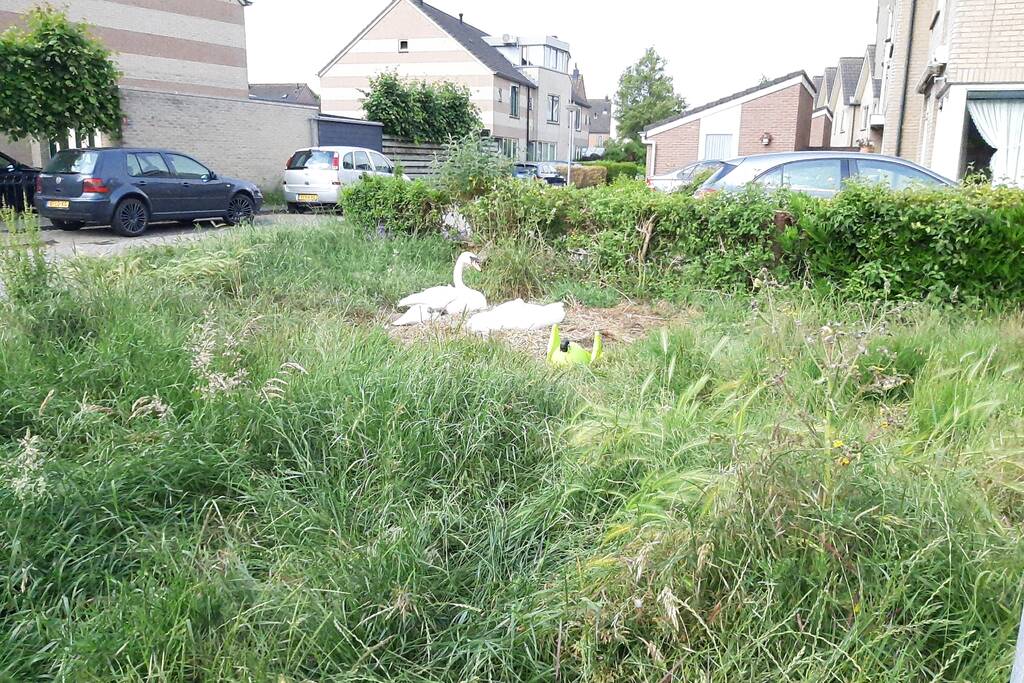 Eieren van broedende zwanen kapot gegooid