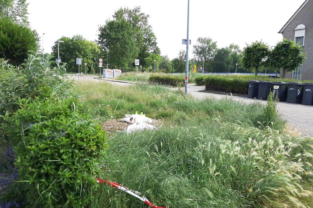 Eieren van broedende zwanen kapot gegooid