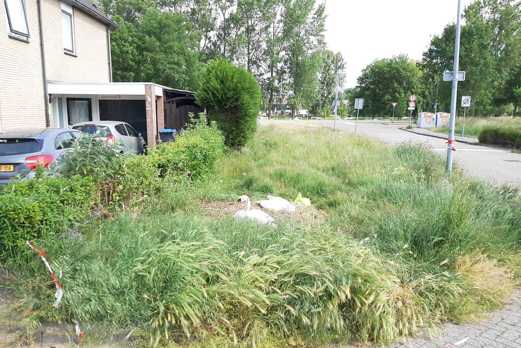 Eieren van broedende zwanen kapot gegooid