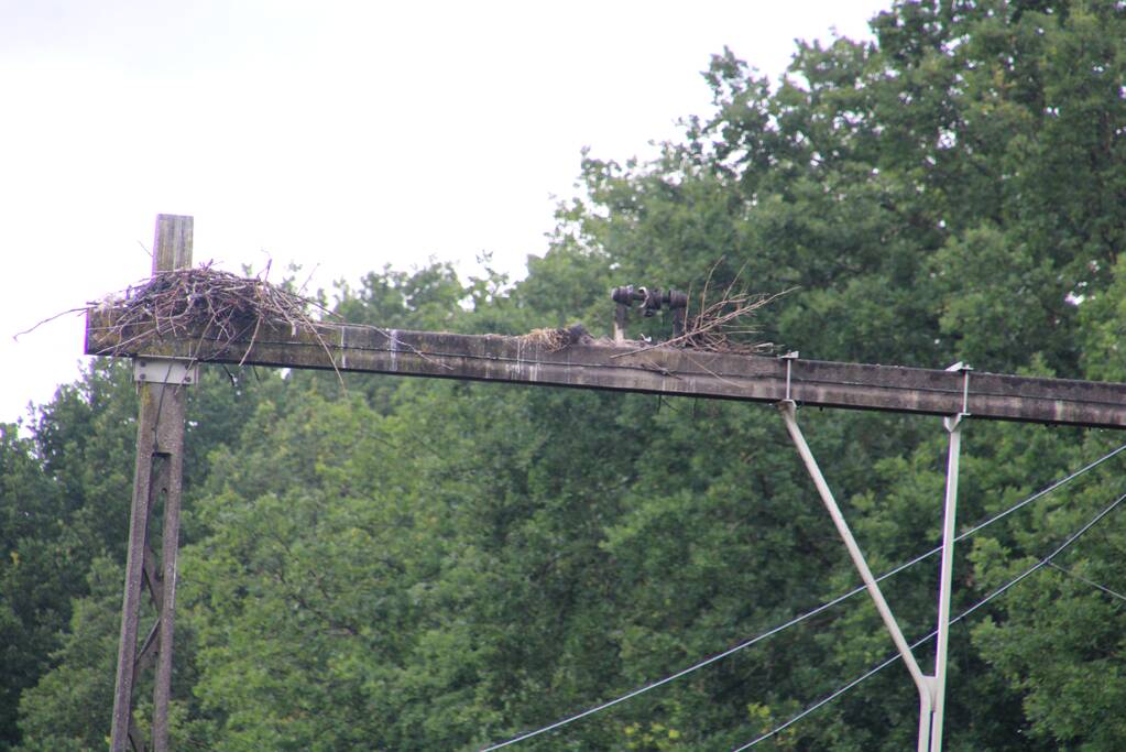 Geen treinverkeer door ooiervaarsnest in bovenleiding