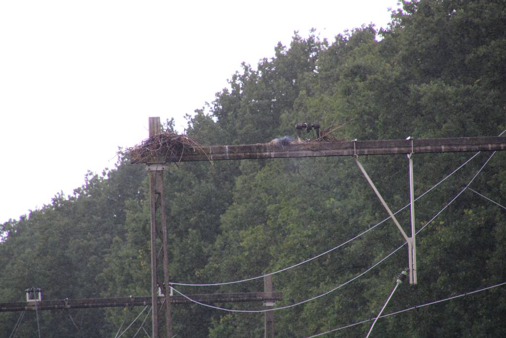 Geen treinverkeer door ooiervaarsnest in bovenleiding