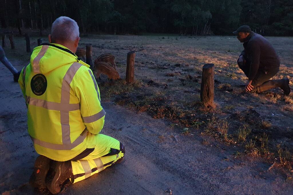 Wilde zwijntjes houden boswachter en dierenambulance bezig