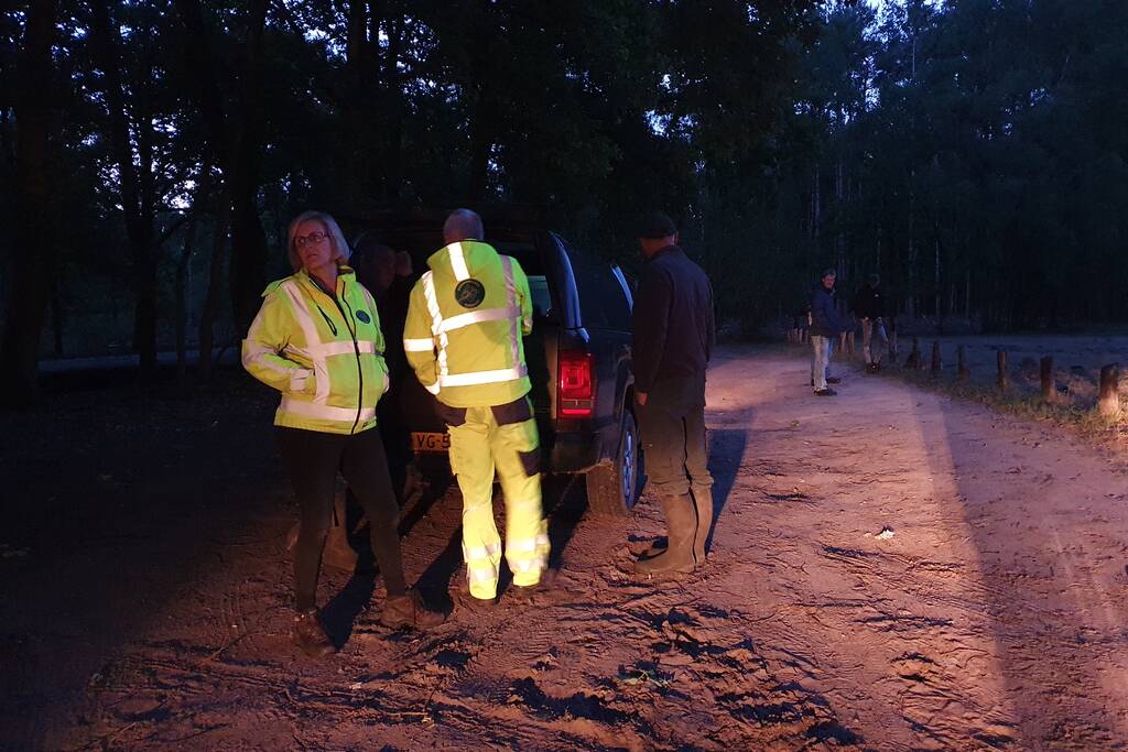 Wilde zwijntjes houden boswachter en dierenambulance bezig