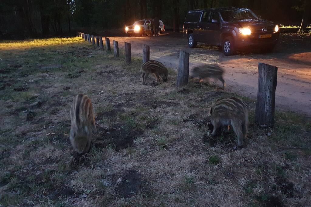 Wilde zwijntjes houden boswachter en dierenambulance bezig