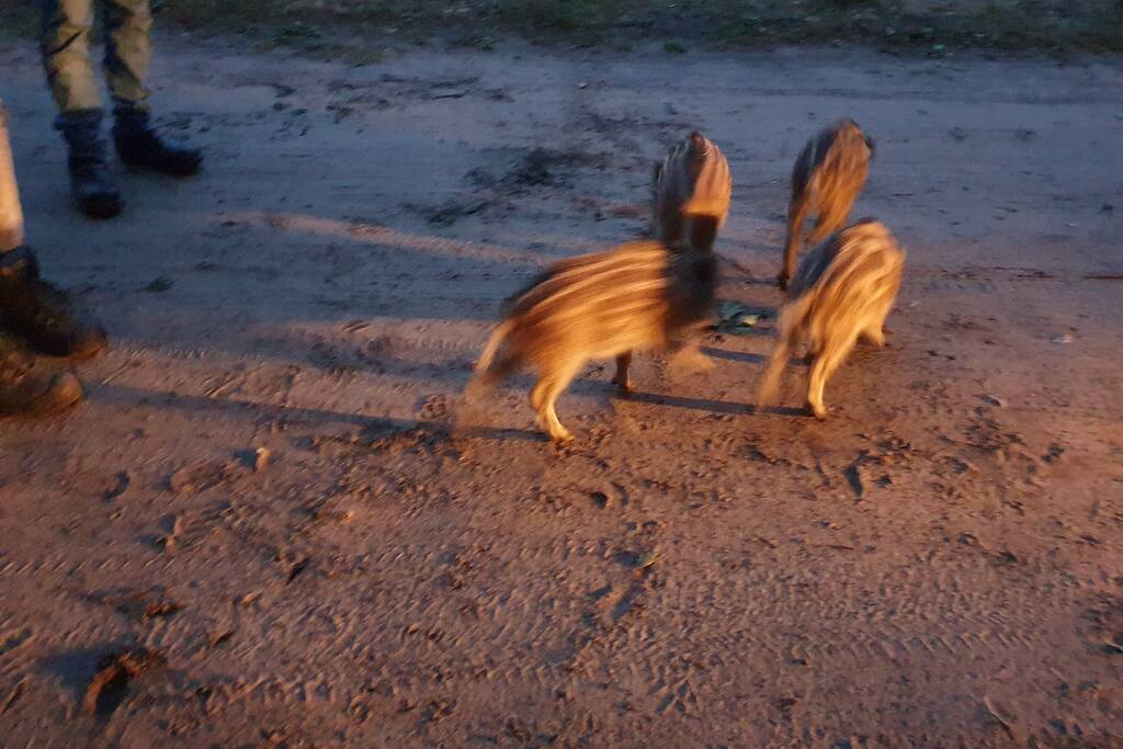 Wilde zwijntjes houden boswachter en dierenambulance bezig