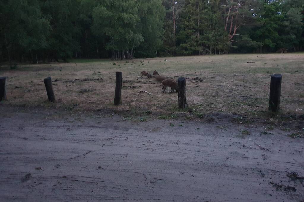 Wilde zwijntjes houden boswachter en dierenambulance bezig