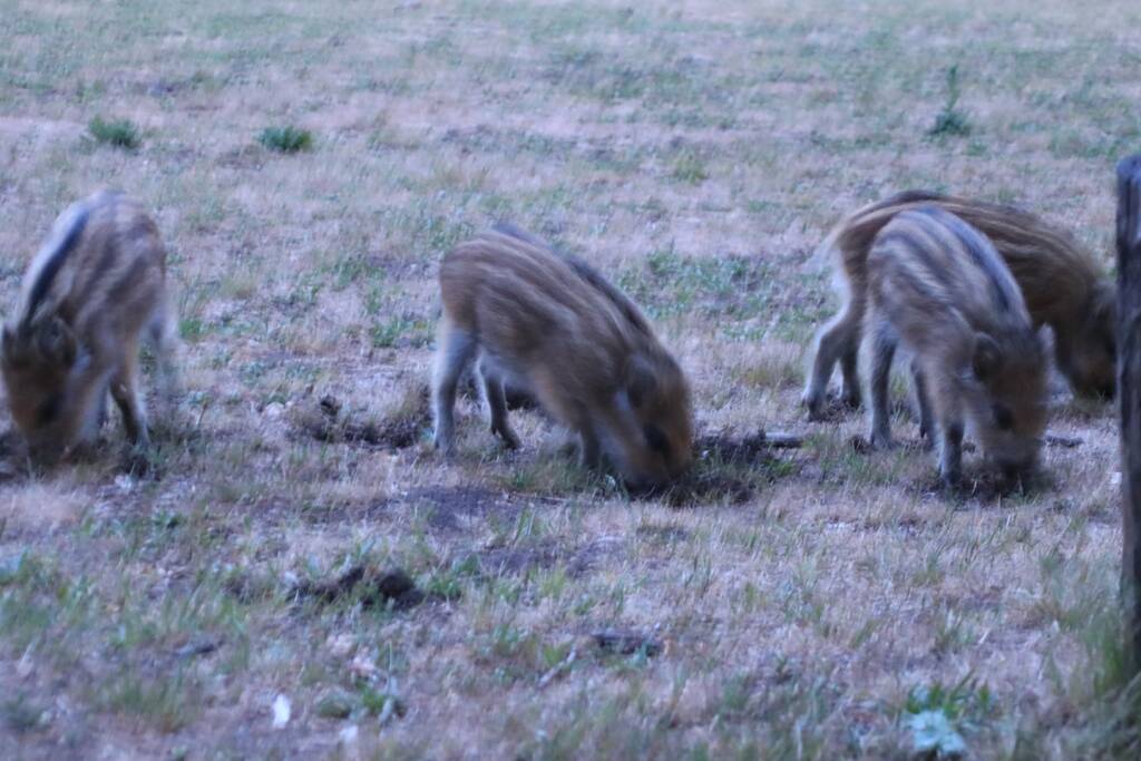 Wilde zwijntjes houden boswachter en dierenambulance bezig