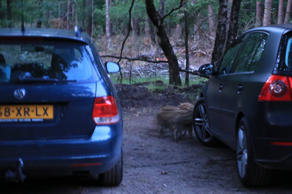 Wilde zwijntjes houden boswachter en dierenambulance bezig