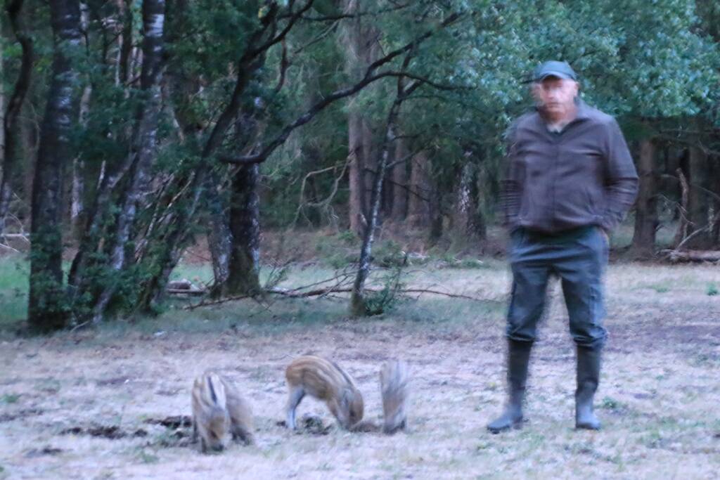 Wilde zwijntjes houden boswachter en dierenambulance bezig