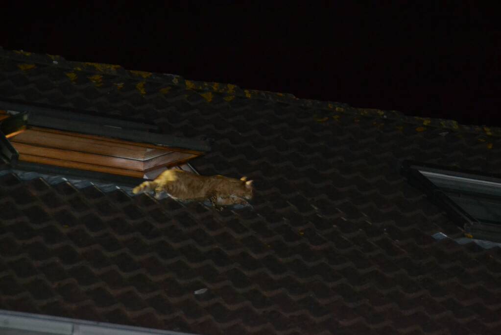 Brandweer haalt kat van het dak