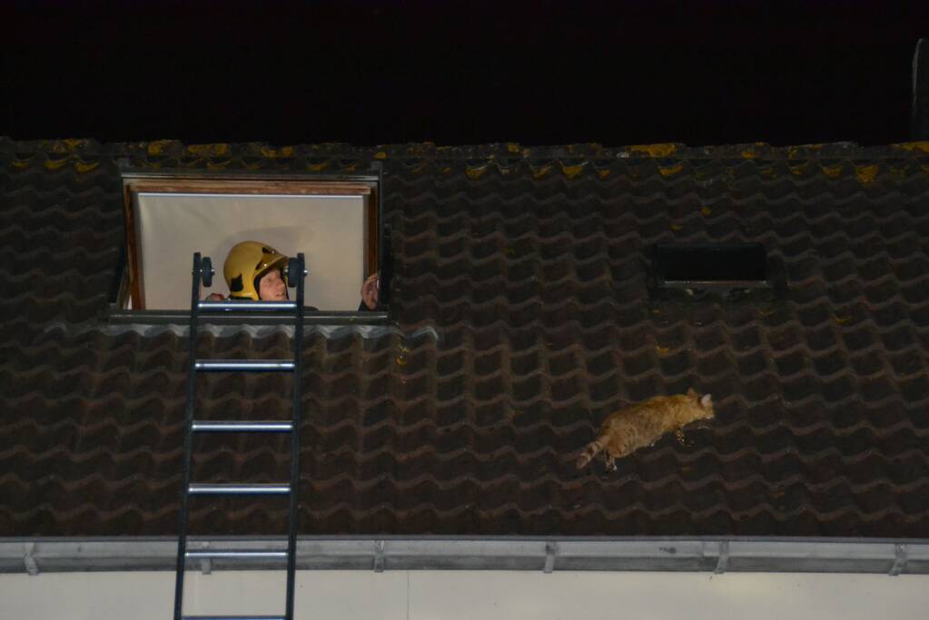 Brandweer haalt kat van het dak