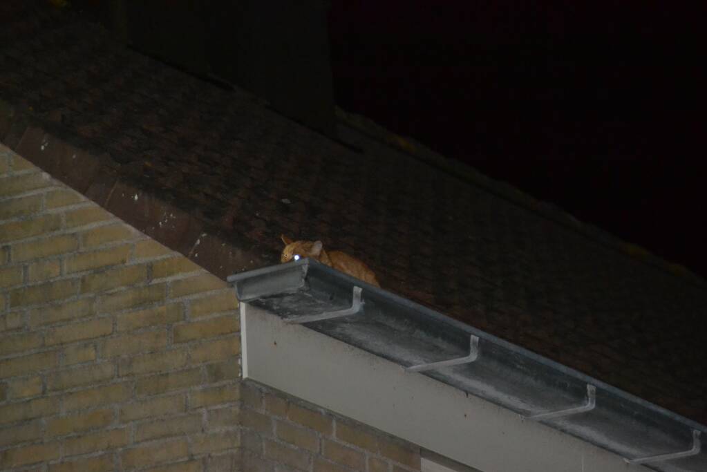 Brandweer haalt kat van het dak