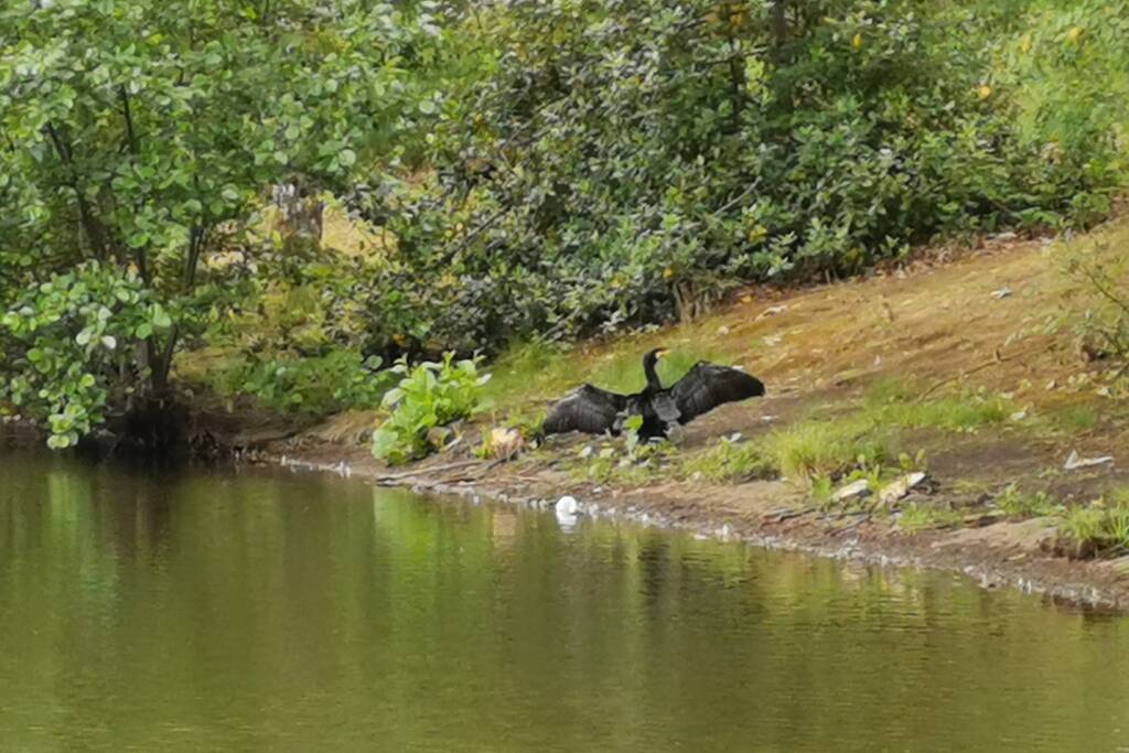Aalscholver gaat met vishengel vandoor