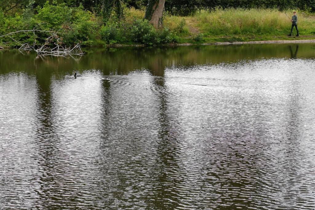 Aalscholver gaat met vishengel vandoor