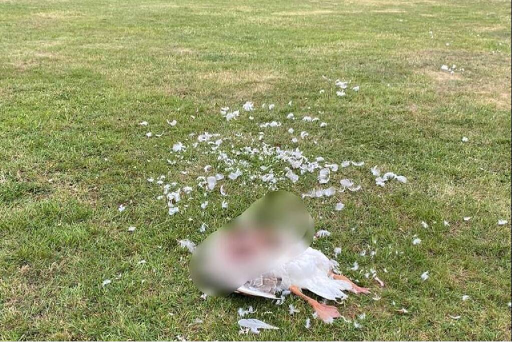 Gans op brute wijze afgeslacht Johan van Vladerackenpark