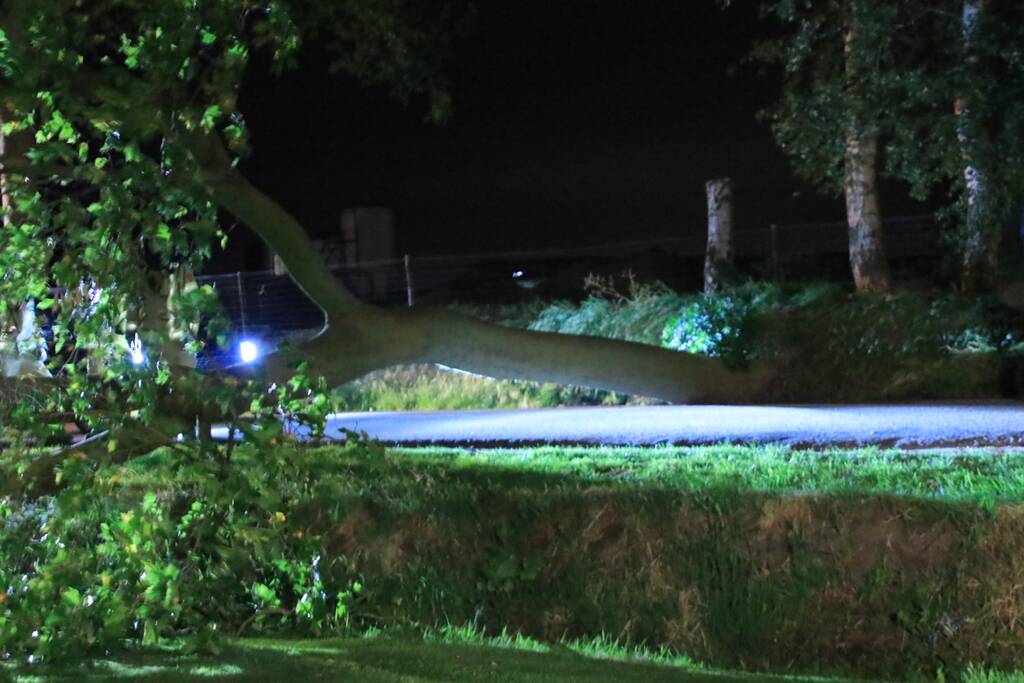 Harde wind blaast flinke boom om