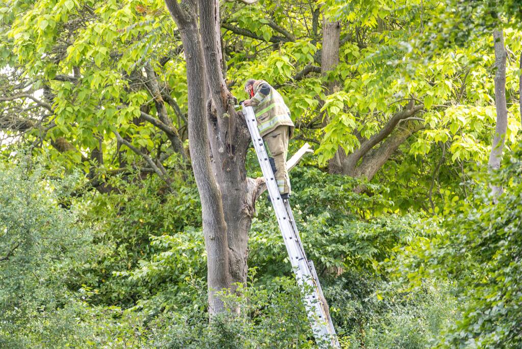 Fietspad afgesloten door gevaarlijk hangende boom