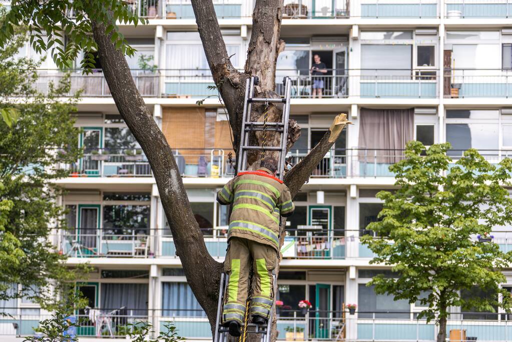 Fietspad afgesloten door gevaarlijk hangende boom