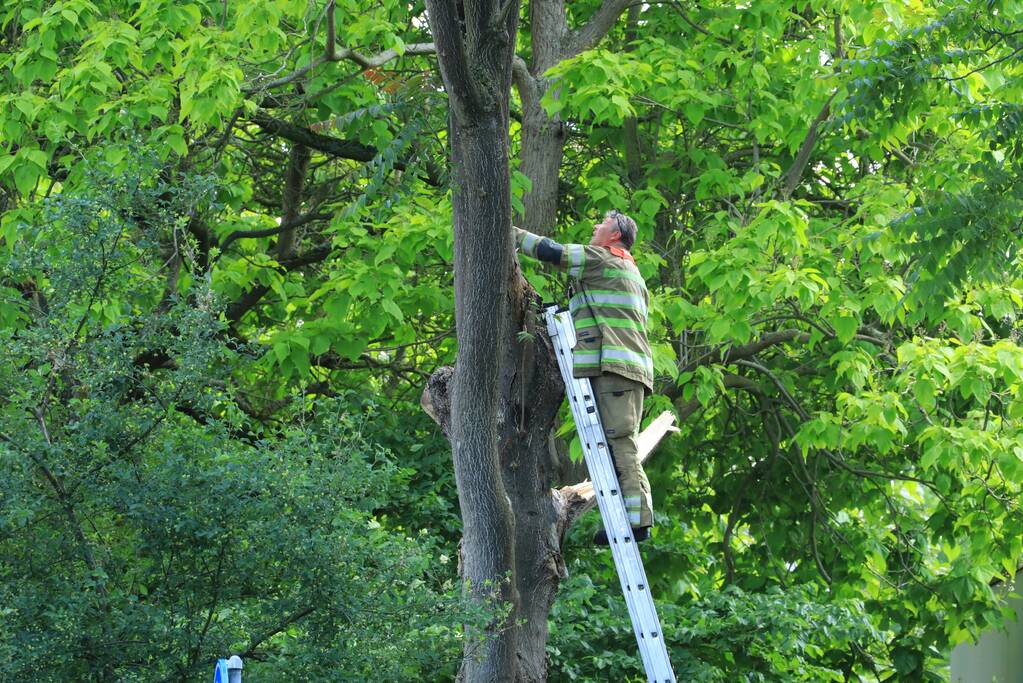Fietspad afgesloten door gevaarlijk hangende boom