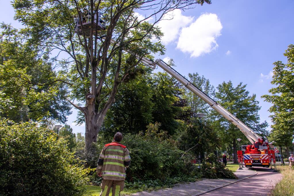 Fietspad afgesloten door gevaarlijk hangende boom