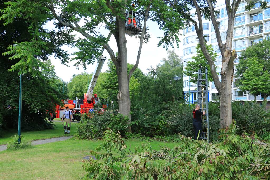 Fietspad afgesloten door gevaarlijk hangende boom