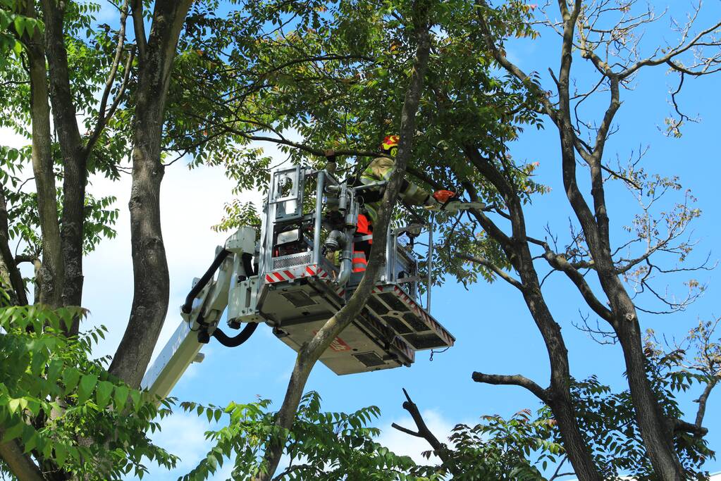 Fietspad afgesloten door gevaarlijk hangende boom