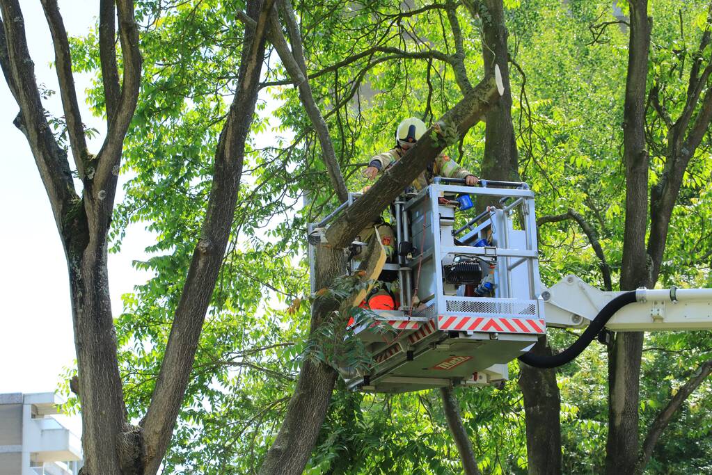 Fietspad afgesloten door gevaarlijk hangende boom