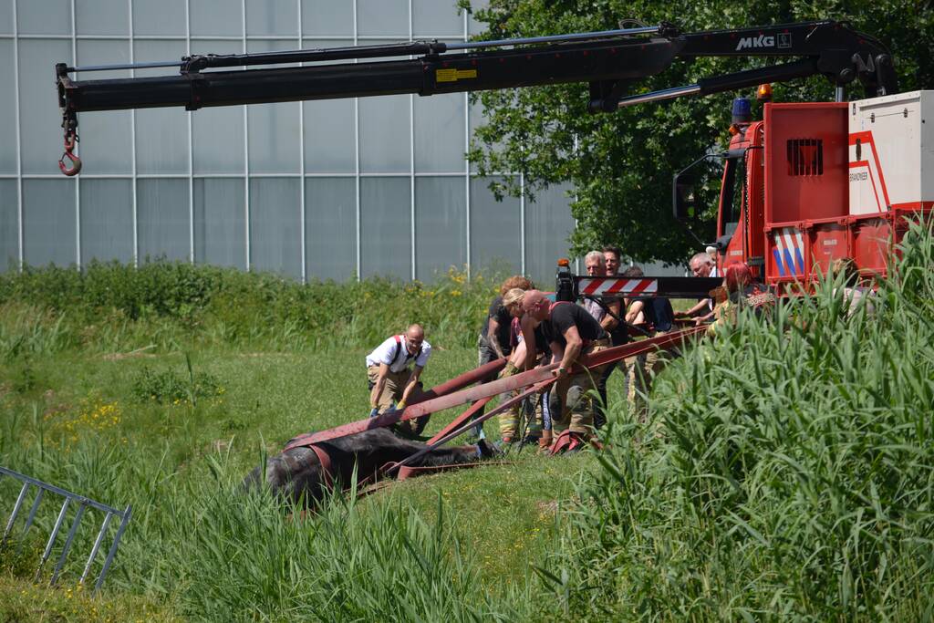 Paard belandt in de sloot