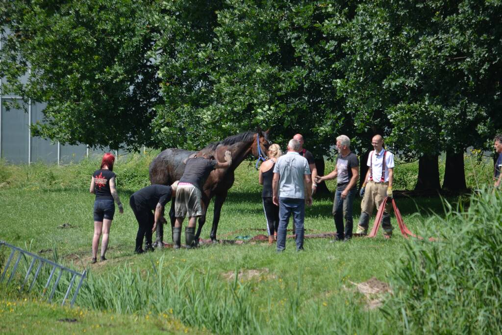 Paard belandt in de sloot