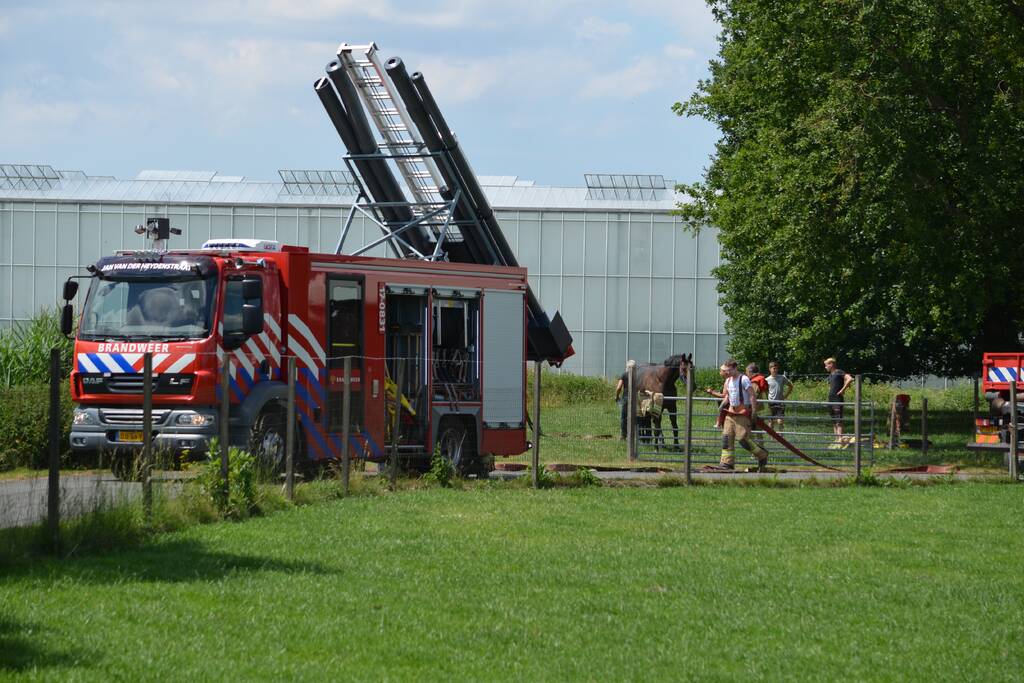 Paard belandt in de sloot