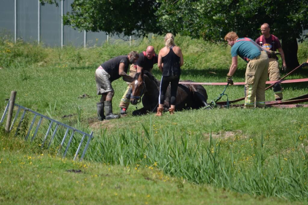 Paard belandt in de sloot