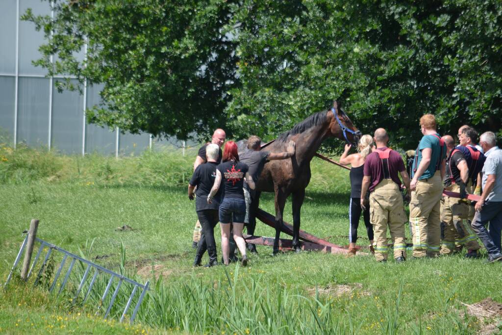Paard belandt in de sloot