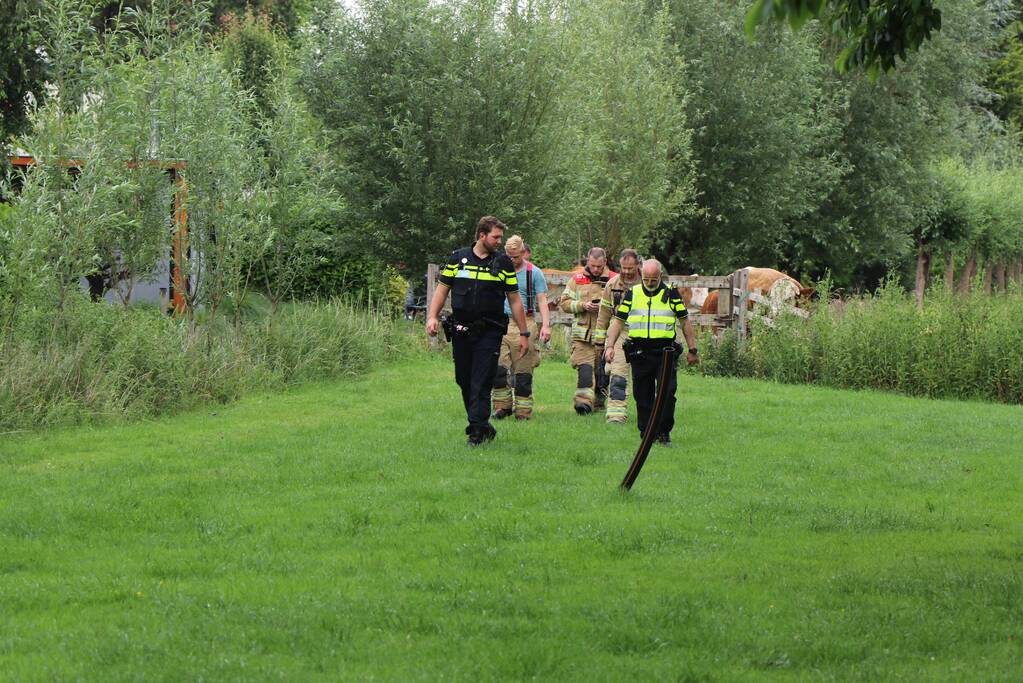 Kudde koeien op de loop