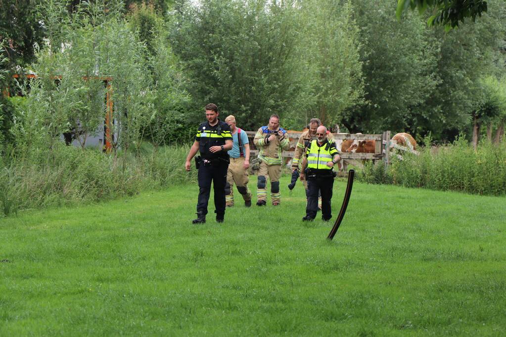 Kudde koeien op de loop