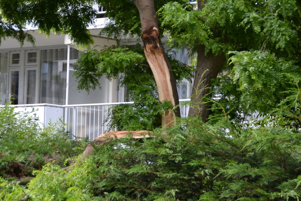 Gevaarlijk hangende tak verwijderd