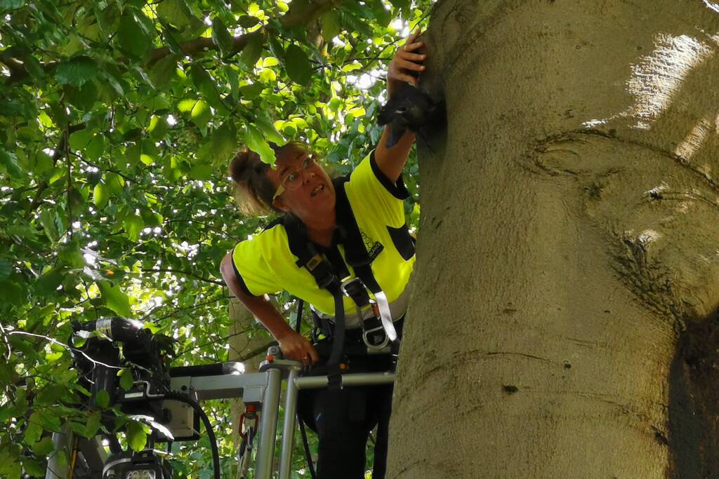 Kauw hangt omgekeerd aan een boom